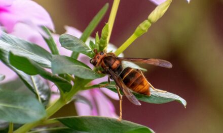 Avoid wasp nest on window with these easy to use decoys