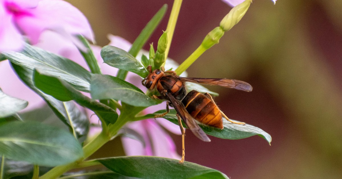 Avoid wasp nest on window with these easy to use decoys