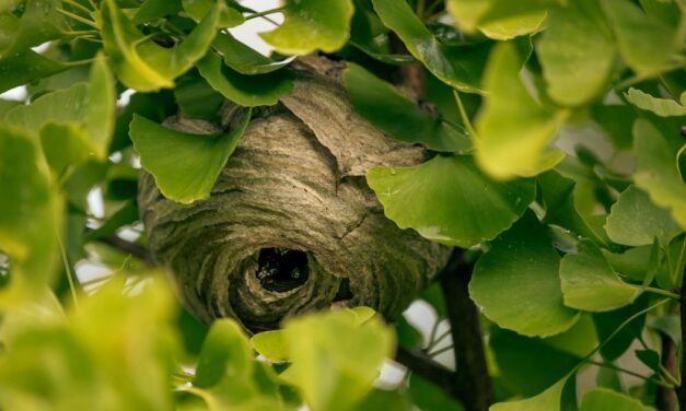 Wasp nest pest control – 5 powerful natural barriers you need now