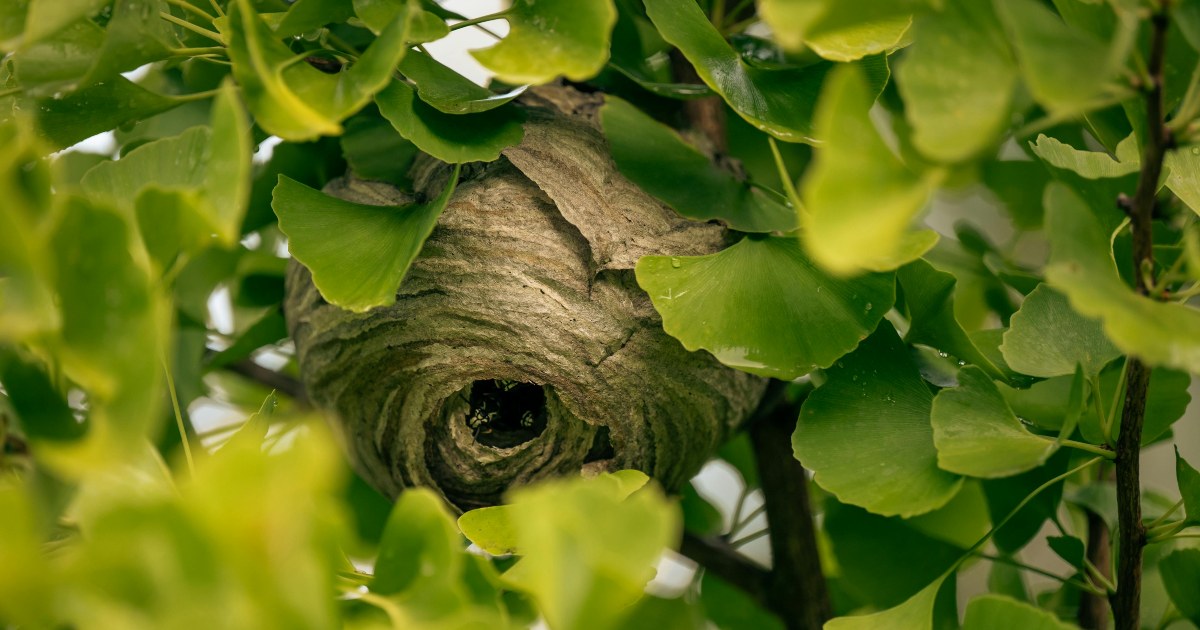Wasp nest pest control – 5 powerful natural barriers you need now