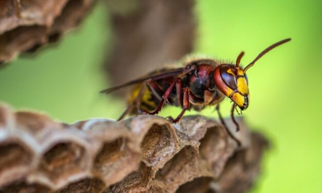 Removing a wasp nest in car? Dangerous errors you must avoid