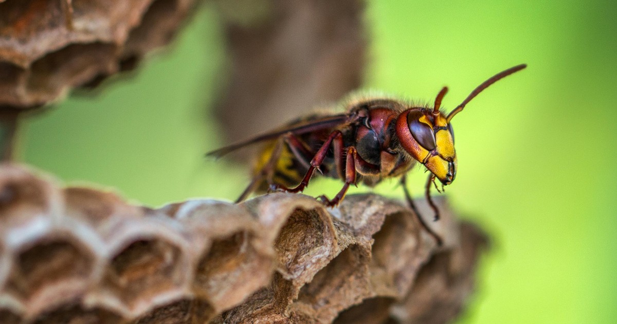 Removing a wasp nest in car? Dangerous errors you must avoid