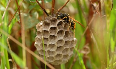 Wasp nest extermination – 5 early signs to spot a wasp infestation