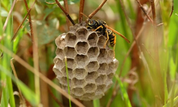 Wasp nest extermination – 5 early signs to spot a wasp infestation