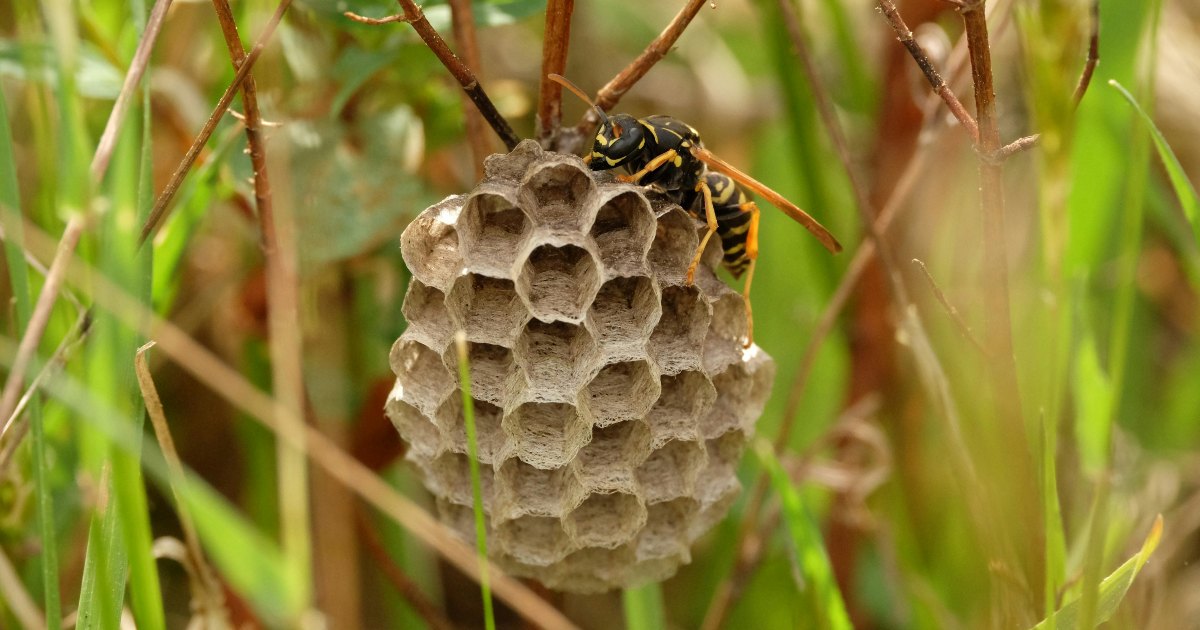 Wasp nest extermination – 5 early signs to spot a wasp infestation