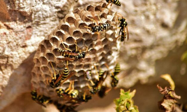 Wasp nest on door frames? 3 best botanical dusts for quick removal