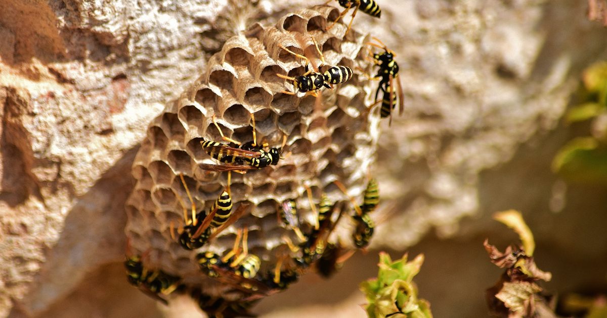 Wasp nest on door frames? 3 best botanical dusts for quick removal