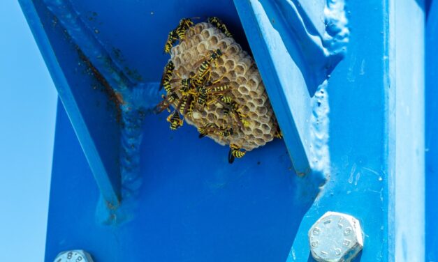 Wasp nest behind shutters – Is safer to buy a wasp spray or hire a pro?