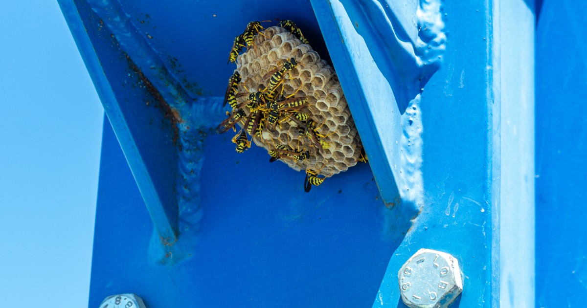 Wasp nest behind shutters – Is safer to buy a wasp spray or hire a pro?
