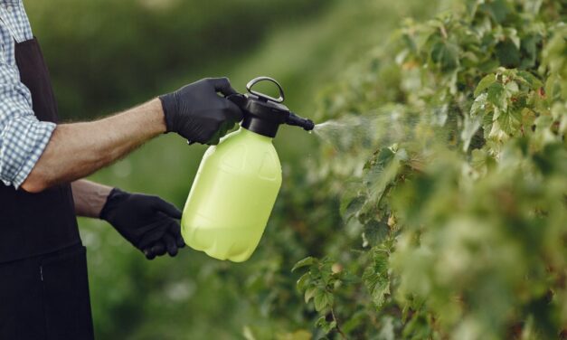 High remove wasp nest cost? The natural hack that saves you $300
