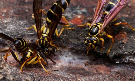 Wasp nest how to remove pheromones effectively with these products